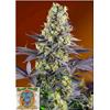 SWEET SEEDS - SWEET ZENZATION FEM - 100 BULK SEEDS