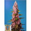 SWEET SEEDS - RED HOT COOKIES FEM - 3+1 SEMI