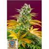SWEET SEEDS - GORILLA GIRL FEM - F1 FAST VERSION - 3+1 SEMI