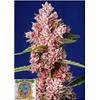 SWEET SEEDS - TROPICANNA POISON FEM - F1 FAST VERSION -  3+1 SEMI