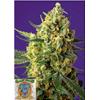 SWEET SEEDS - CRYSTAL CANDY XL AUTO -  3+1 SEEDS