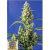 SWEET SEEDS - GORILLA GIRL XL AUTO -  3+1 SEMI