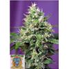 SWEET SEEDS - SWEET AMNESIA HAZE XL AUTO -  3+1 SEMI