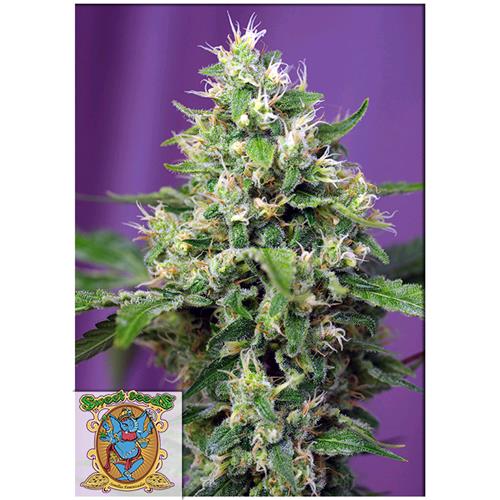 SWEET SEEDS - SWEET AMNESIA HAZE XL AUTO - BULK 25 SEMI 
