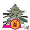 ROYAL QUEEN SEEDS - SHOGUN FEM - 5 SEEDS