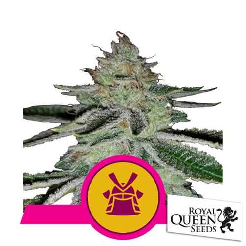 ROYAL QUEEN SEEDS - SHOGUN FEM - 25 SEMI 