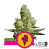 ROYAL QUEEN SEEDS - COOKIES GELATO FEM - 100 SEEDS - USA PREMIUM 