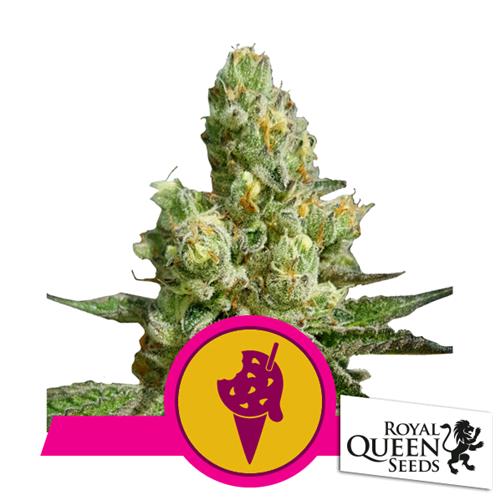 ROYAL QUEEN SEEDS - COOKIES GELATO FEM - 3 SEEDS - USA PREMIUM 