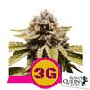 ROYAL QUEEN SEEDS - TRIPLE G FEM - 10 SEEDS - USA PREMIUM 