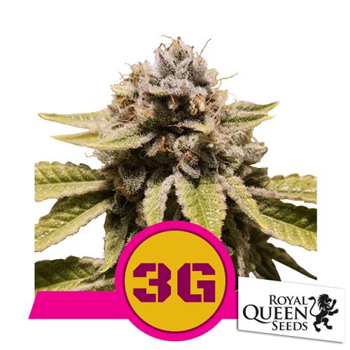 ROYAL QUEEN SEEDS - TRIPLE G FEM - 25 SEEDS - USA PREMIUM 