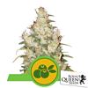 ROYAL QUEEN SEEDS - HAZE BERRY AUTO - 10 SEEDS
