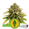 ROYAL QUEEN SEEDS - GREEN GELATO AUTO - 10 SEMI