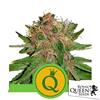 NEW - ROYAL QUEEN SEEDS - PURPLE QUEEN AUTO - 25 SEMI