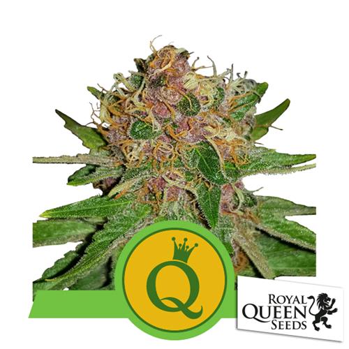 ROYAL QUEEN SEEDS - PURPLE QUEEN AUTO - 10 SEEDS - USA PREMIUM