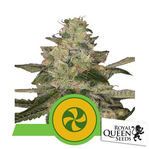 ROYAL QUEEN SEEDS - SWEET ZZ AUTO - 3 SEMI - USA PREMIUM 