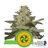 ROYAL QUEEN SEEDS - SWEET ZZ AUTO - 10 SEMI - USA PREMIUM 