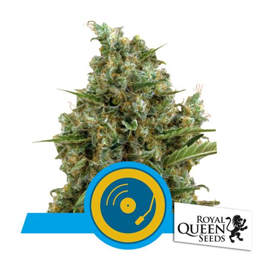 ROYAL QUEEN SEEDS - JOANNE'S CBD FEM CBD - 3 SEEDS