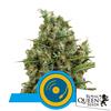 ROYAL QUEEN SEEDS - JOANNE'S CBD FEM CBD - 5 SEEDS