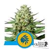 ROYAL QUEEN SEEDS - TATANKA PURE FEM CBD - 5 SEEDS