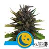 ROYAL QUEEN SEEDS - PURPLEMATIC AUTO CBD - 3 SEMI 