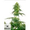 WHITE LABEL - STRAWBERRY KUSH FEM - 1 SEME
