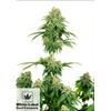 WHITE LABEL - GIRL SCOUT COOKIES FEM - 1 SEME