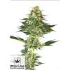 WHITE LABEL - BANANA KUSH FEM - 1 SEME