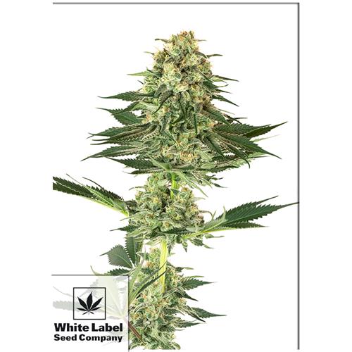 WHITE LABEL - BANANA KUSH FEM - 1 SEME