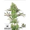 WHITE LABEL - DOUBLE  BANANA KUSH FEM - 10 SEMI