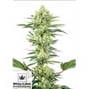 WHITE LABEL - WHITE GORILLA HAZE FEM - 3 SEEDS