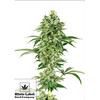 WHITE LABEL - NICOLE HINDU KUSH FEM - 3 SEMI
