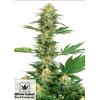WHITE LABEL - GELATO #420 FEM - 1 SEME