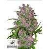 WHITE LABEL - PURPLE BUD AUTOMATICA - 10 SEMI
