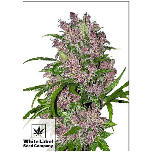 WHITE LABEL - PURPLE BUD AUTOMATIC - 1 SEED