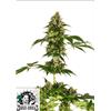 SENSI SEEDS - COBALT HAZE SENSI#11 - 3 SEEDS