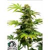 SENSI SEEDS - BLACK HARLEQUIN - 1 SEED