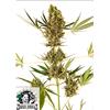SENSI SEEDS - ALPINE DELIGHT CBD AUTO (EX SENSI #41) - 3 SEMI