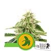 ROYAL QUEEN SEEDS - FAT BANANA AUTO - 10 SEMI