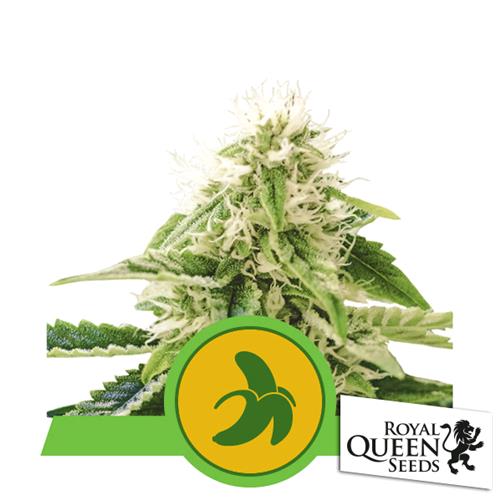 ROYAL QUEEN SEEDS - FAT BANANA AUTO - 5 SEEDS - USA PREMIUM