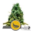 ROYAL QUEEN SEEDS - GARLIC MIST REG - 10 SEMI