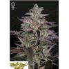 GREEN HOUSE - BANANA KRUMBLE - 1 SEME