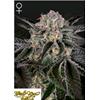 GREEN HOUSE - WONDER PIE - 3 SEMI