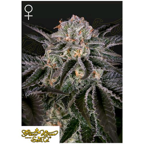 GREEN HOUSE - WONDER PIE - 10 SEEDS