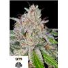 DNA GENETICS  - CHERRY 18 FEM - 6 SEMI