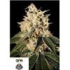 DNA GENETICS - SOUR JUICE REG  - 12 SEMI