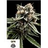 DNA GENETICS - SOUR STRAWBERRIES REG - 12 SEMI