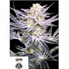 DNA GENETICS - STRAWBERRY FIELDS REG - 12 SEMI