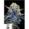 DNA GENETICS - TANGIELAND REG - 12 SEMI