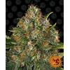 BARNEY'S FARM - G13 HAZE - REGOLARE - 10 SEMI