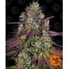 BARNEY'S FARM - MIMOSA EVO FEM - 3 SEEDS